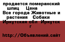 продается померанский шпиц  › Цена ­ 35 000 - Все города Животные и растения » Собаки   . Иркутская обл.,Иркутск г.